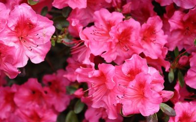 Jardines: un espacio para relajarse y disfrutar